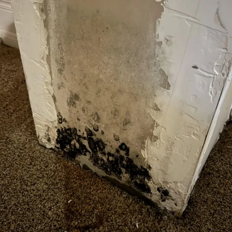 Professional Mold Removal in Cairo, IL